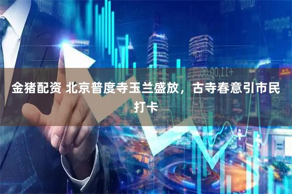 金猪配资 北京普度寺玉兰盛放，古寺春意引市民打卡